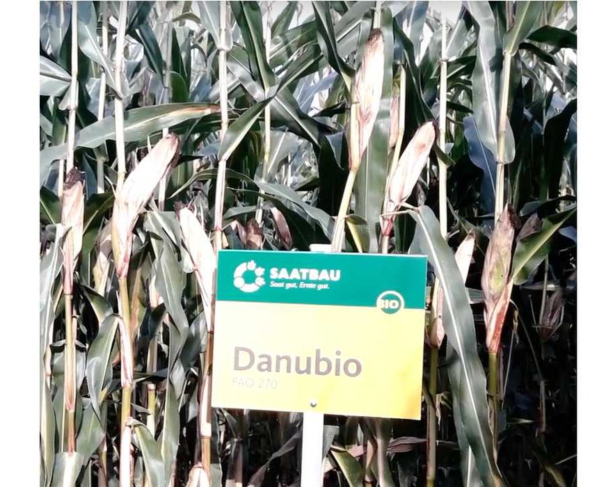 Materiał siewny kukurydza Hulk Rosomak Danubio 80 tys nasion