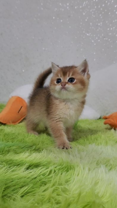 Шотландська золота шиншила