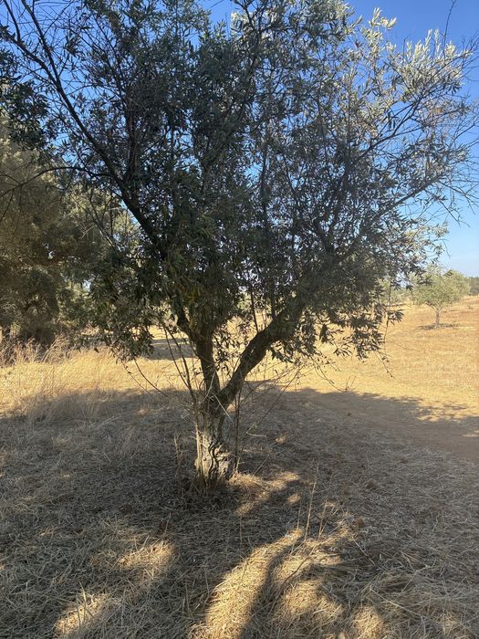 Oliveiras Galegas Tradicionais +60 Anos | Alentejo