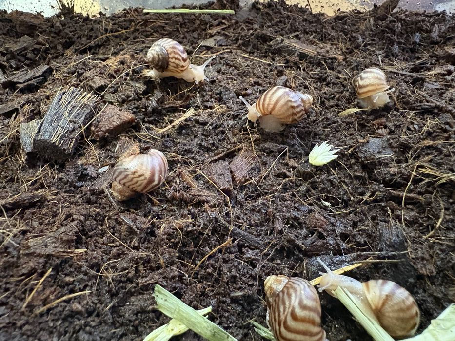 Slimak ahatina fulica