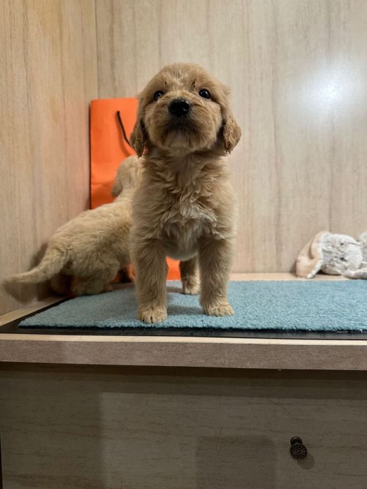 Лабродудли лабродудель голдендудль  от филіппінського пуделя китай