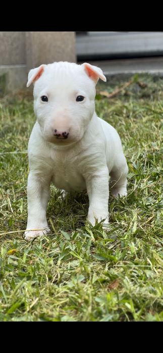 Bull Terrier miniatura macho com LOP e Afixo