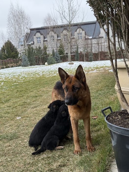 Цуценя німецької овчарки в гарні люблячі руки!!!