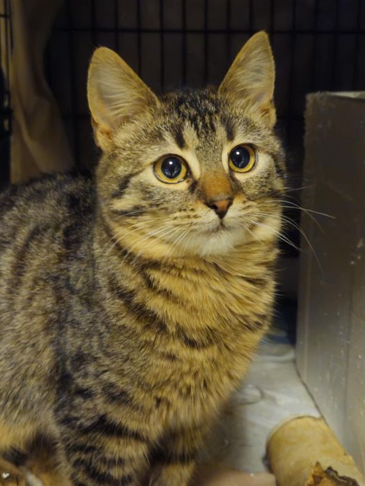 Klasyczne pręgusy do oddania