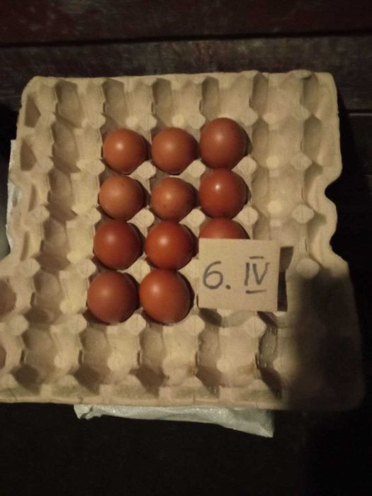 Яйца черно-медного марана