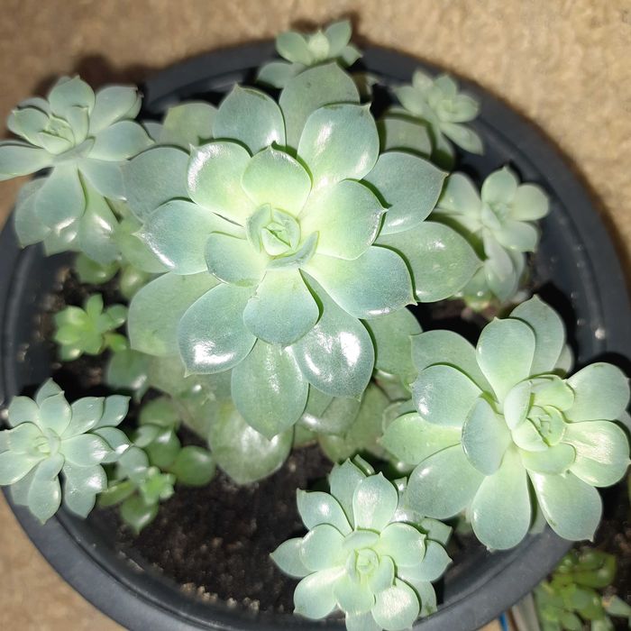 Продам сукулент .