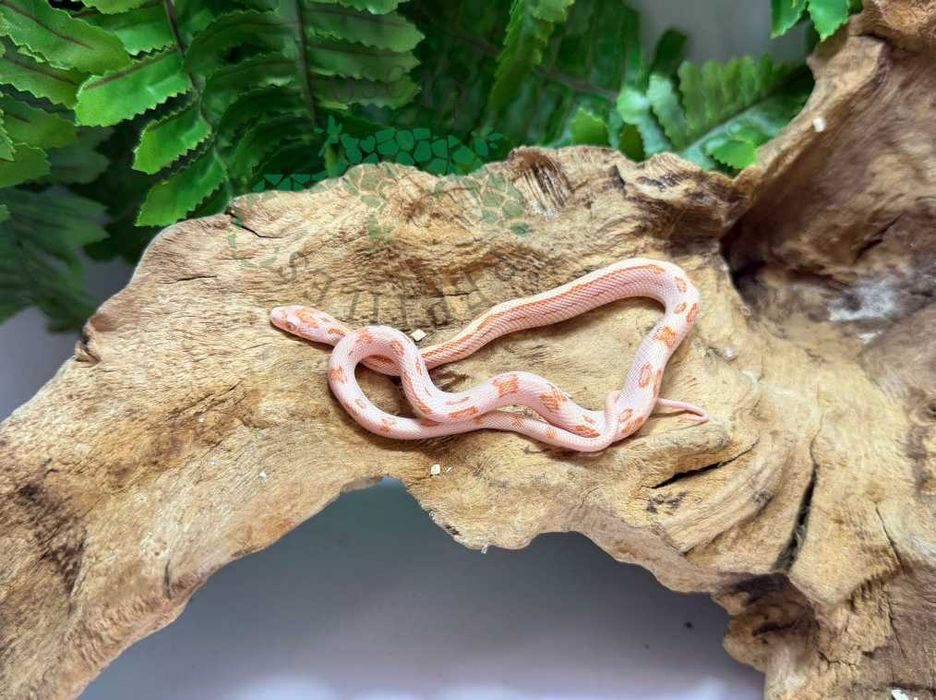 Wąż zbożowy węże zbożowe Janów Lubelski