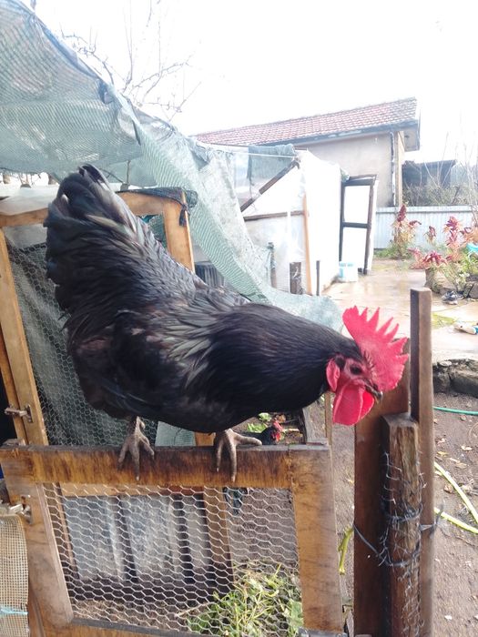 Ovos de Jersey gigante negro e azul
