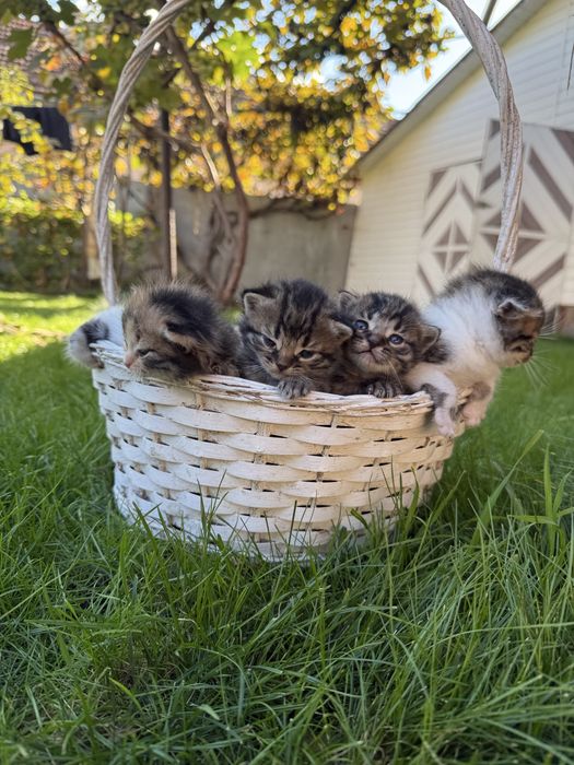 Віддам дуже гарні кошенята