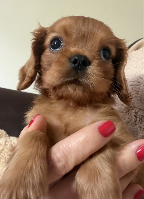 Cavalier King Charles Spaniel