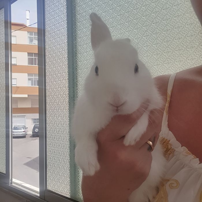 Kit + Coelhinhos anões