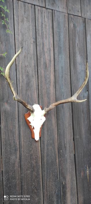 Sprzedam poroże jelenia