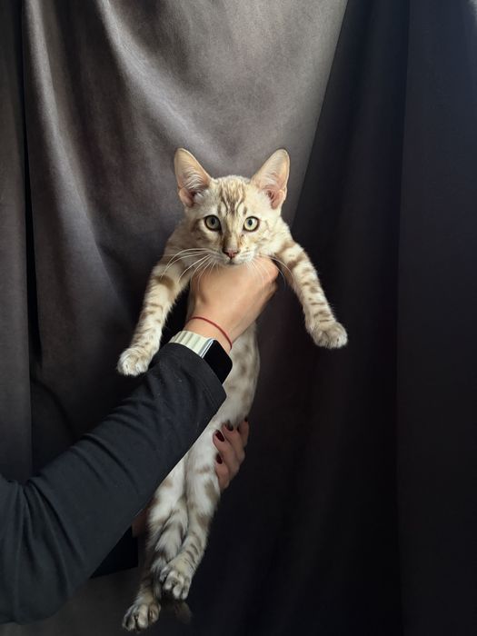 Кошенята бенгальські