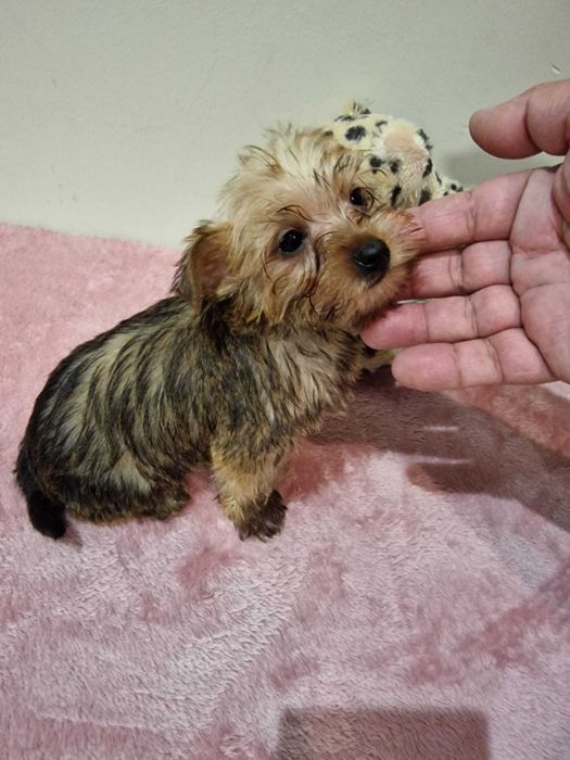 Yorkshire Terrier super miniatura (Gold)