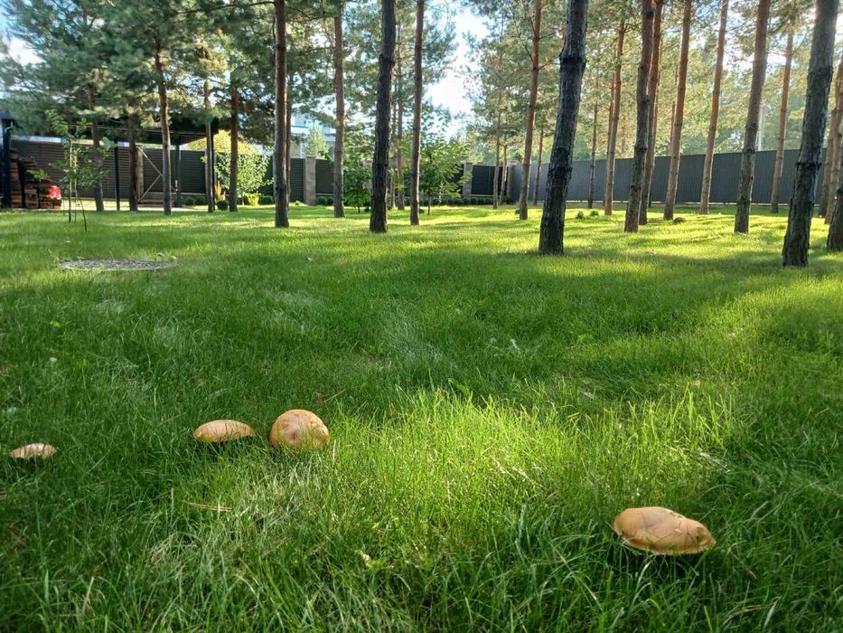 Будинок, Зелена поляна 2