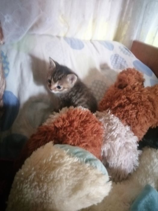 Кошенята у добрі руки
