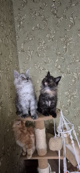 Истинные Мейн куни