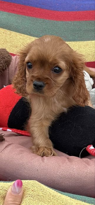 Cavalier ruby chłpak