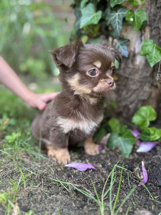 ** Chihuahua** malutka ** dziewczynka **