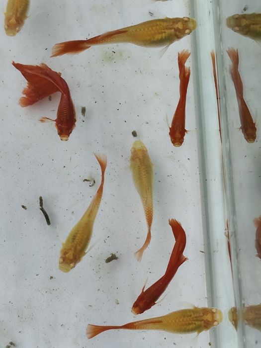 Guppys  Full Red Albinos
