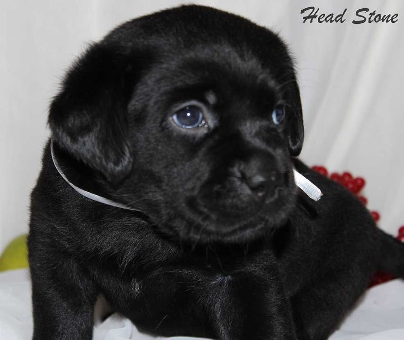 Лабрадор ретривер КСУ-FCI