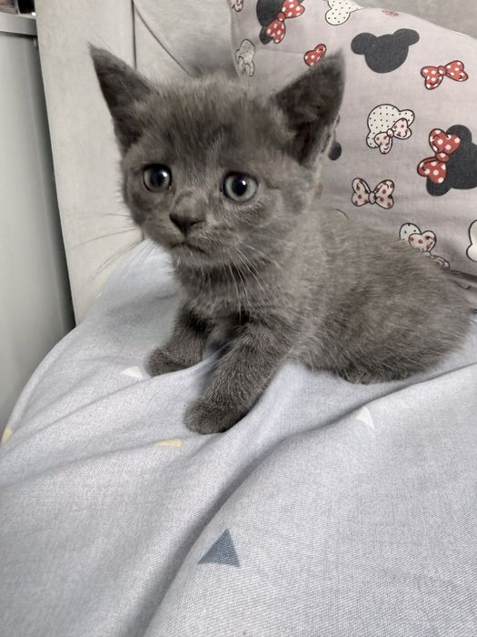 Котики  шукають дім