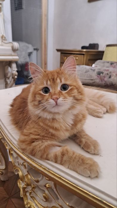 Шикарний рудий кіт в добрі руки