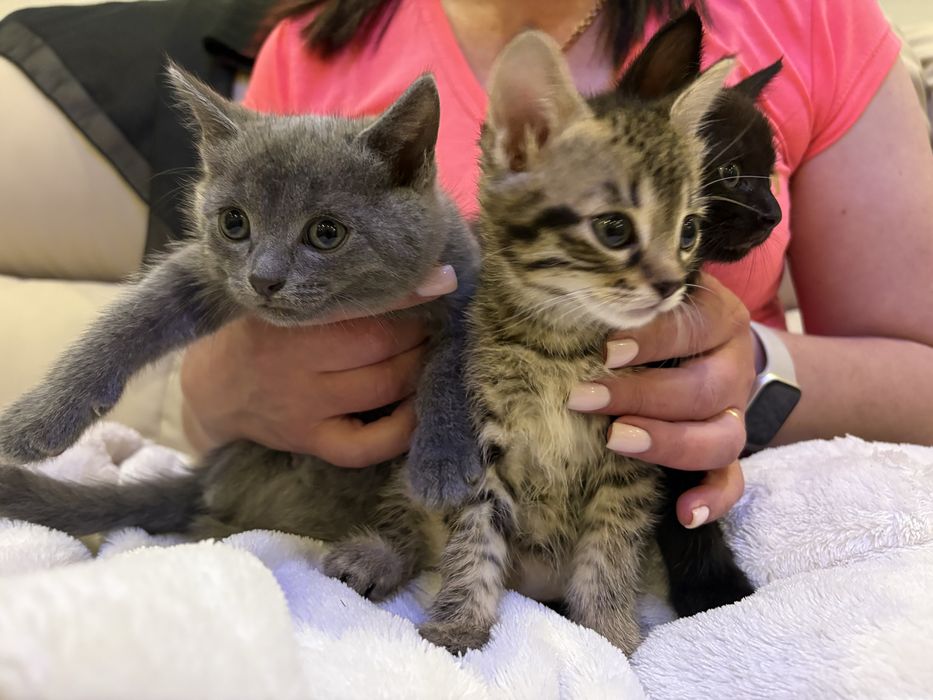 Кошенята , 1,5 місяць