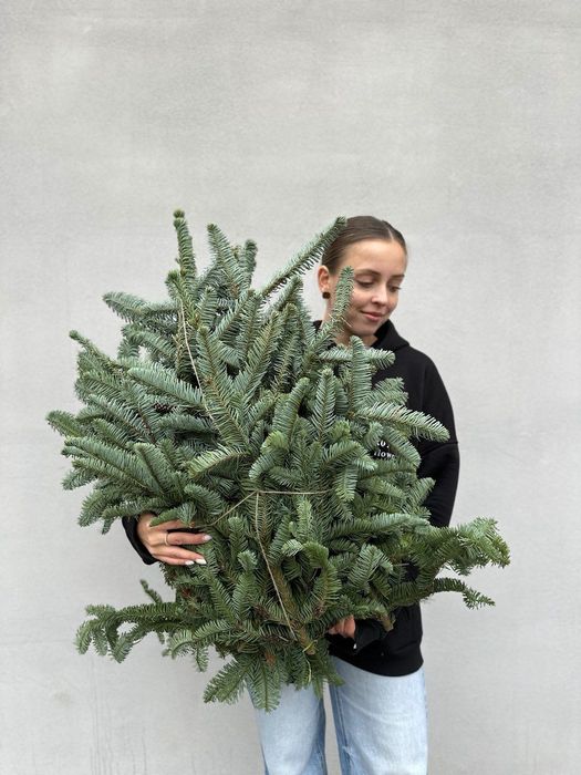 Банчі нобіліс 5 кг — ялинка для декору!