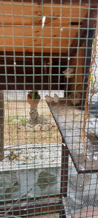 Mandarins nascidos Abril