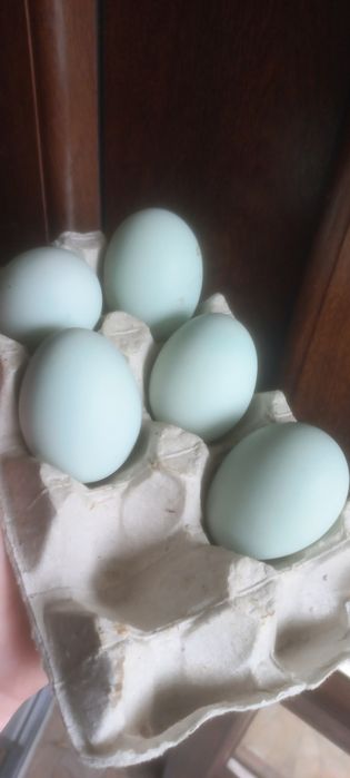 Амераукана ія , кури що несуть голубі яйця