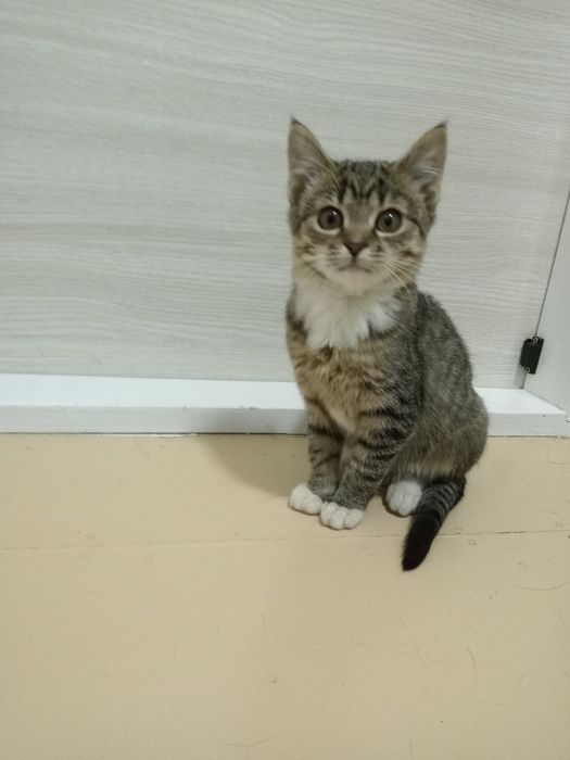 Котики 3-4 місяців в добрі руки