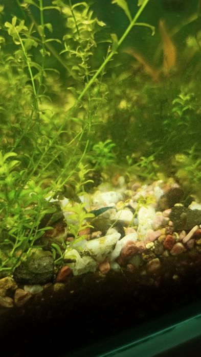 Camarões azuis Neocaridinas Blue Dream
