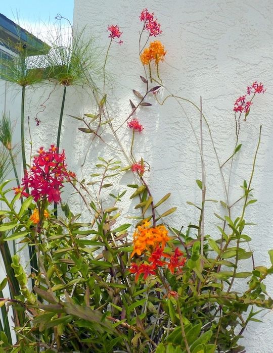 Orquídeas Epidendrum