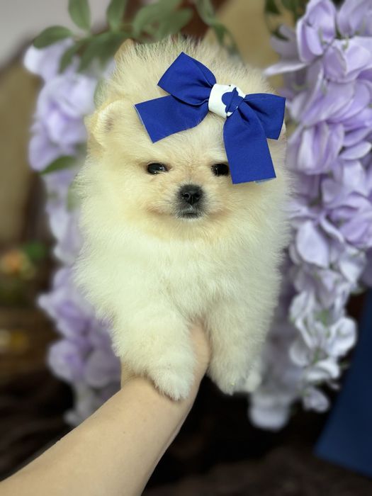 дівчинка шоу классу тип ведмедик