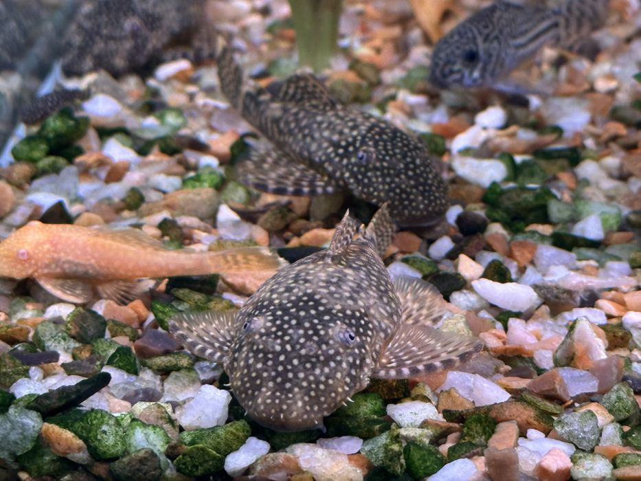 Glonojad, Zbrojnik złoty i szary