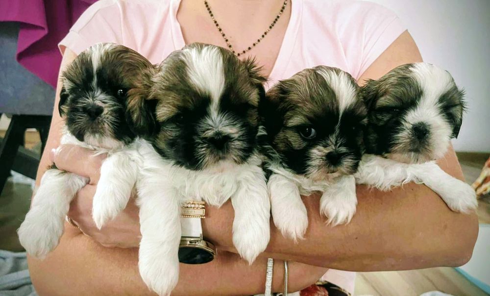 Piesek  shihtzu z rodowodem