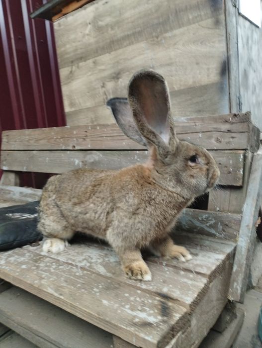 бельгийский великан