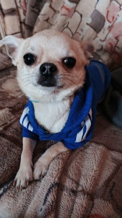 Чихуа шукає наречену.