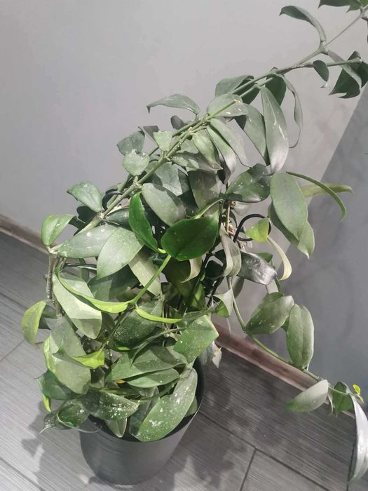 Hoya lobbii "Black Lady"