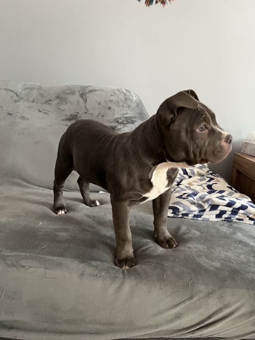 Suczka rasy American Bully