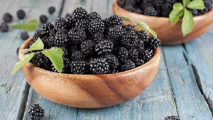 Продам якісні саджанці ожини (сортові, безколючкові)