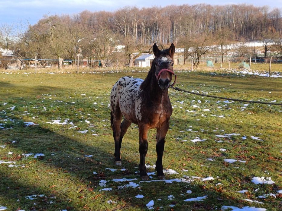 Piękny TATRANT 9 miesięcy