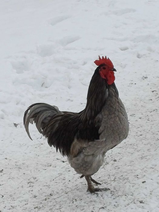 Sprzedam koguty rasowe