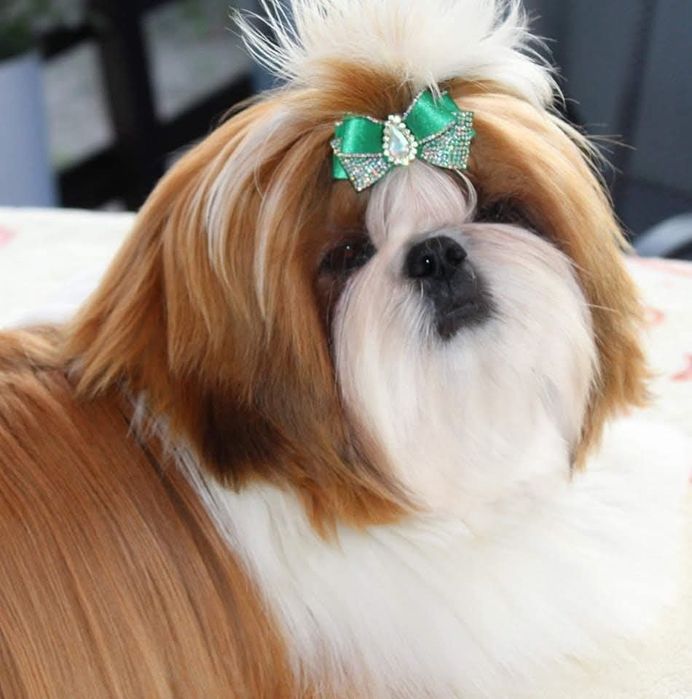 Szczeniaczek Shih Tzu