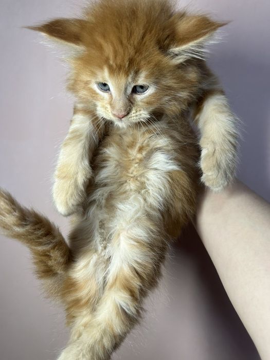 Мейн-кун хлопчик