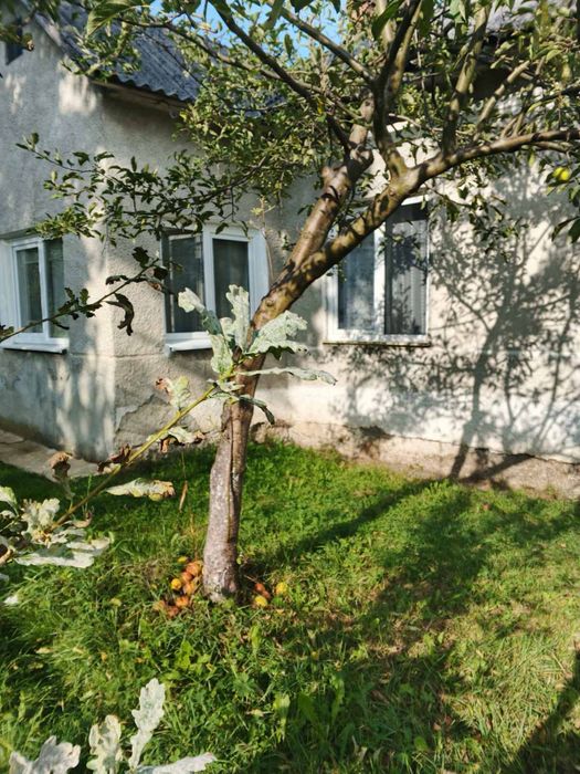 Земельна ділянка