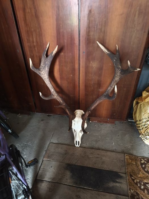 Poroże Jelenia 2sztuki