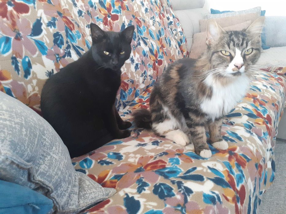Gatinhos mansinhos
