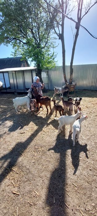 Кози породні альпійські, нубійські та інші